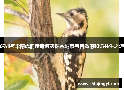 深圳与华南虎的传奇对决探索城市与自然的和谐共生之道
